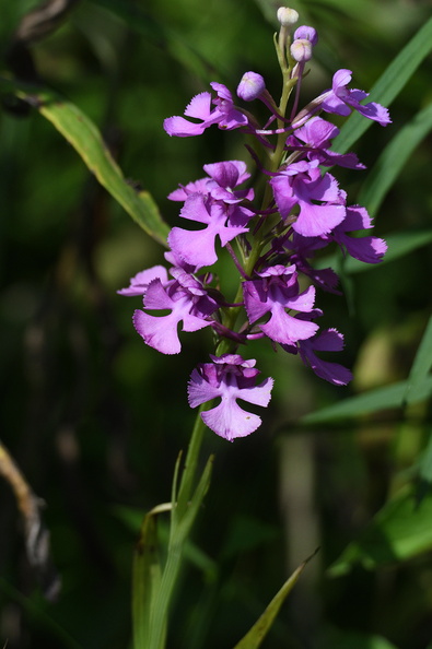 purpleorchid500.jpg