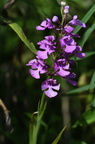purpleorchid500