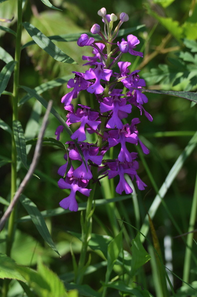 purpleorchid599.jpg