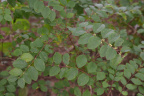coralberry400
