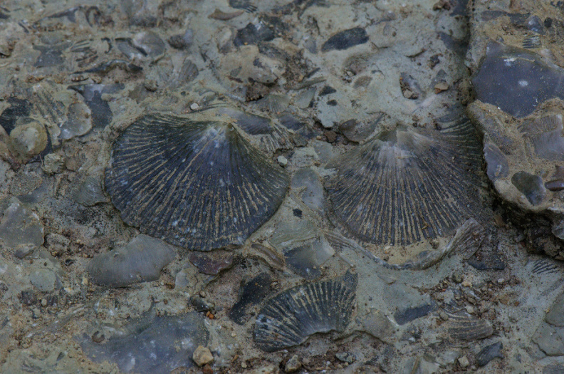 fossils300.jpg