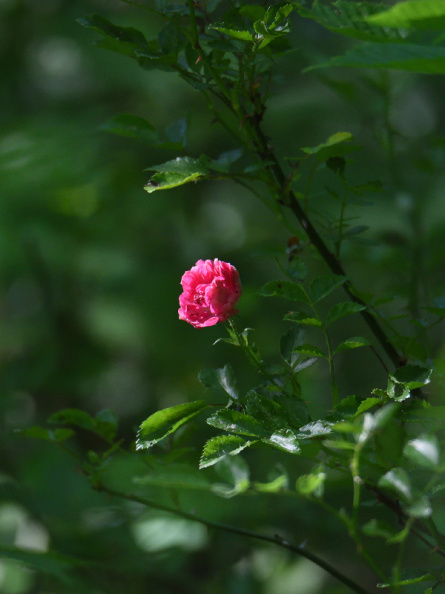 rose933.jpg
