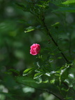 rose933