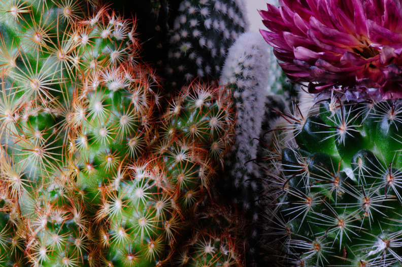 cactus300.jpg