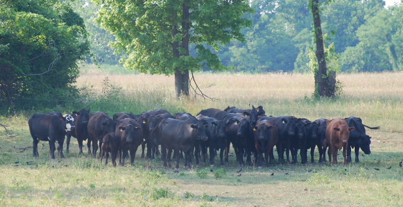 cattle200.jpg