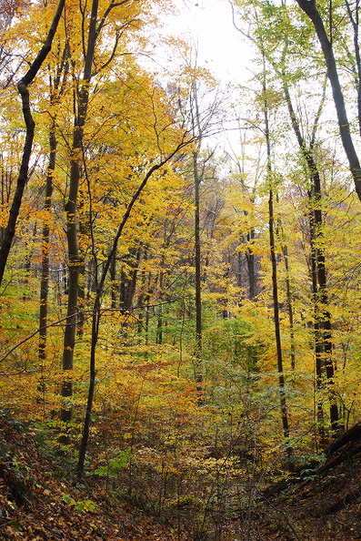 Rhoads-Wilkins Nature Preserve
