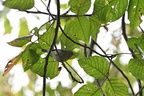 nopa883