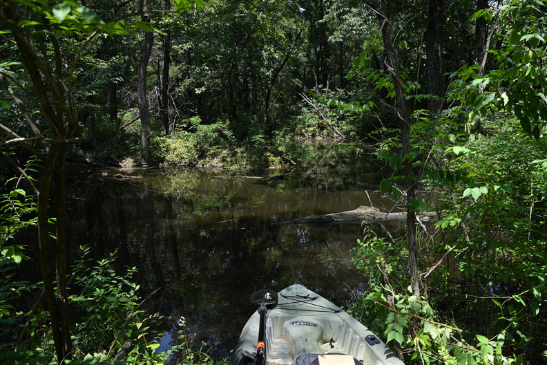 swamp799