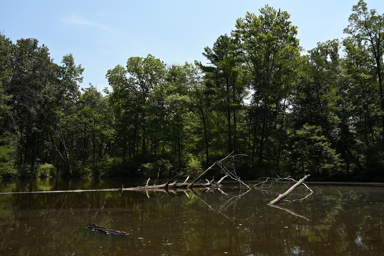 swamp800