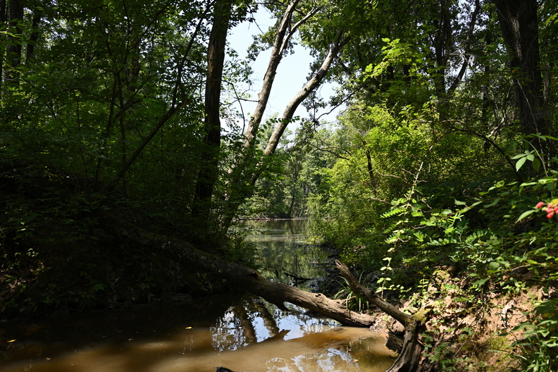 swamp801