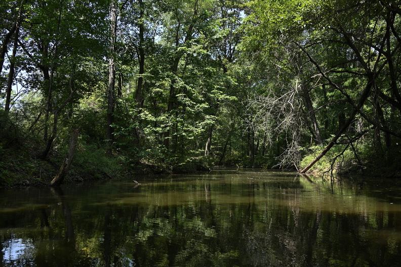 swamp804
