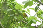 wiwa881