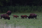 bison301