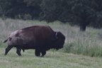 bison303