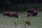 bison334