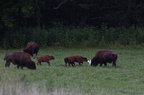 bison336