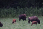 bison338