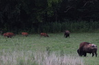 bison340