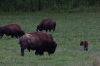 bison341
