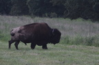 bison342