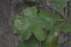 postoak701