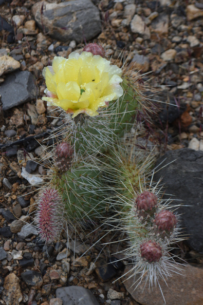 cactus370.jpg