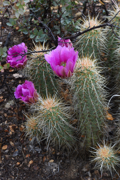 cactus380.jpg