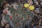 cactus382