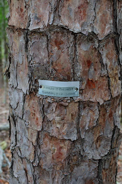 shpine500 (499 visits) shpine500