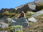 marmot410