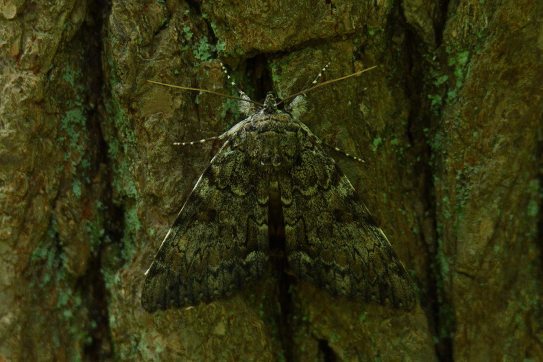 moth330.jpg