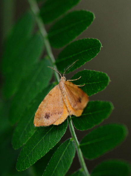 moth380.jpg