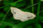 moth391