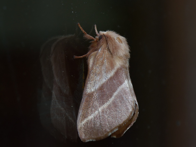 moth402.jpg