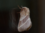 moth402