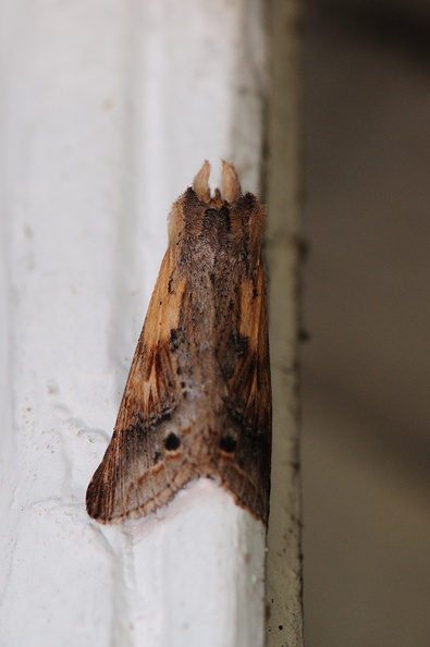 moth440.jpg
