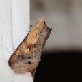 moth444.jpg