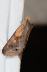 moth445