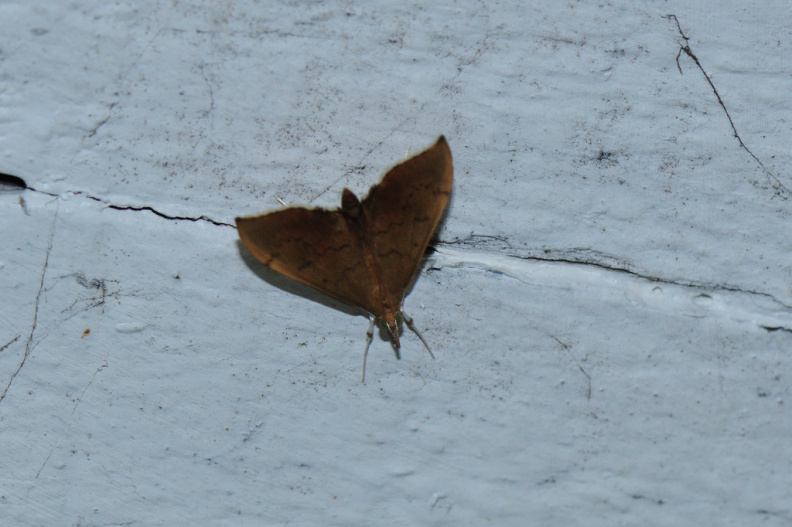 moth499.jpg