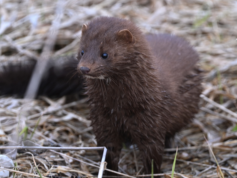 mink509
