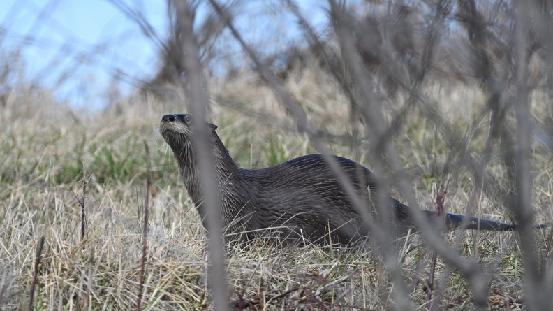 otter600