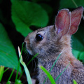 rabbit380.jpg