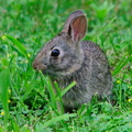 rabbit390.jpg