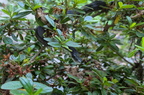 ratsnake400