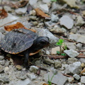 turtle300.jpg