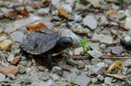 turtle300