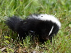 skunk011