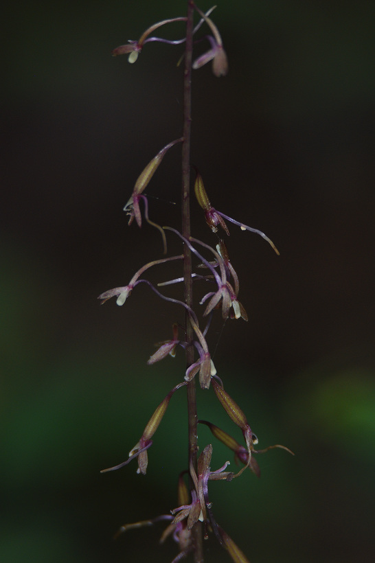cranefly801.jpg