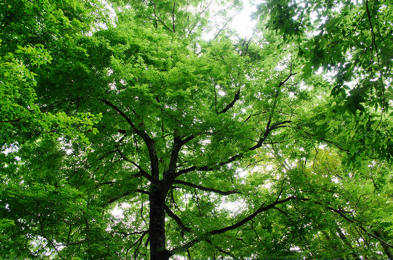 Bluffs of Beaver Bend