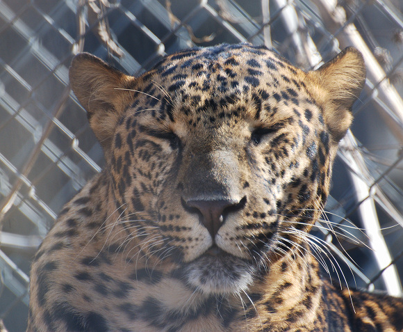 Leopard200.jpg